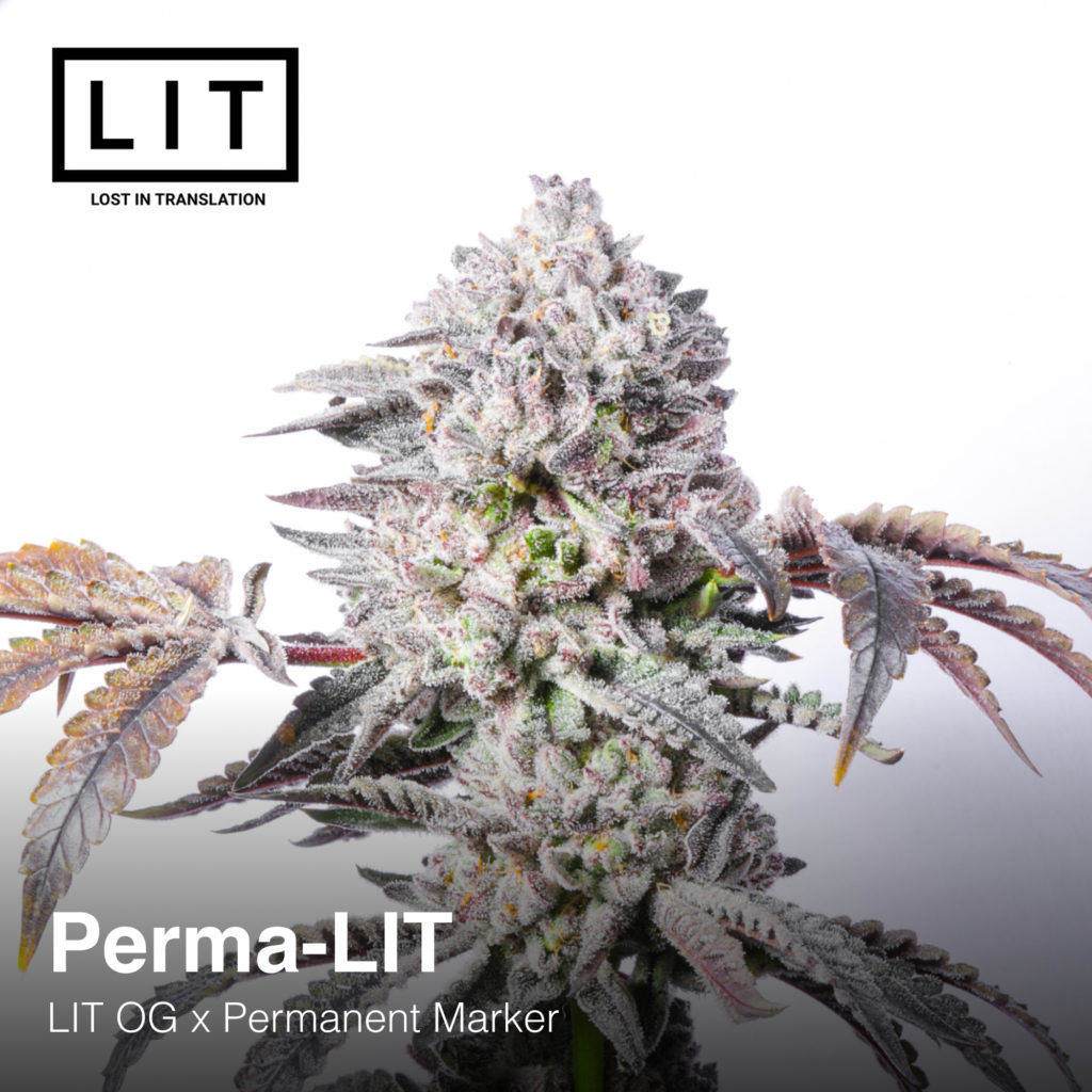 PERMA LIT BY LIT FARMS Includes Freebie Pack