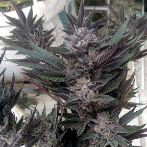 Solfire Gardens Don Mega F2