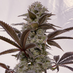 Solfire Gardens Dirty Squirt