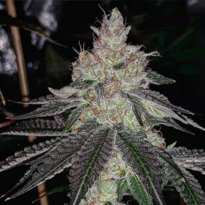 solfire gardens happy hour