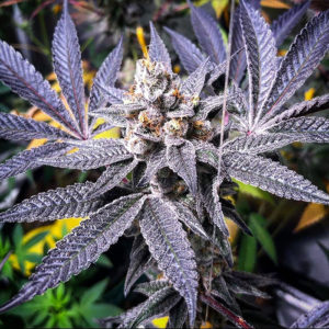 Solfire Gardens Orange Cannoli