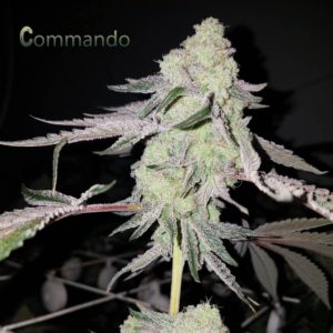 Capulator Commando