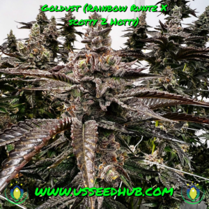 EXOTIC GENETIX GOLDUST FEM