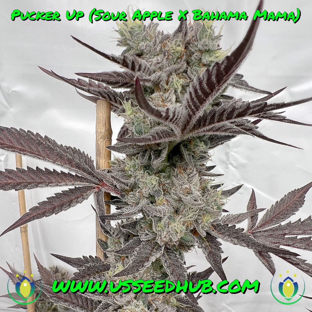 PUCKER UP BY SOLFIRE GARDENS