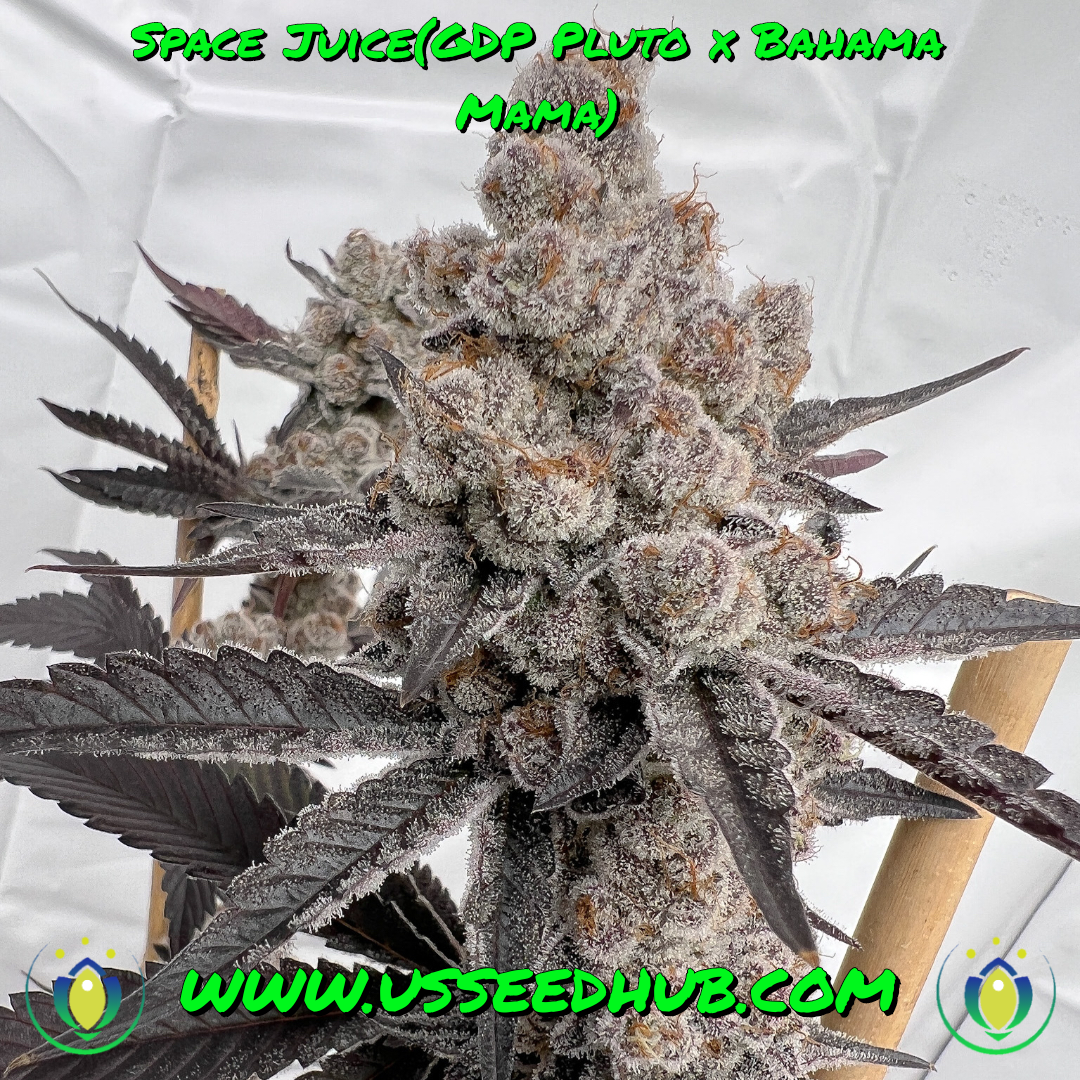 SPACE JUICE BY SOLFIRE GARDENS