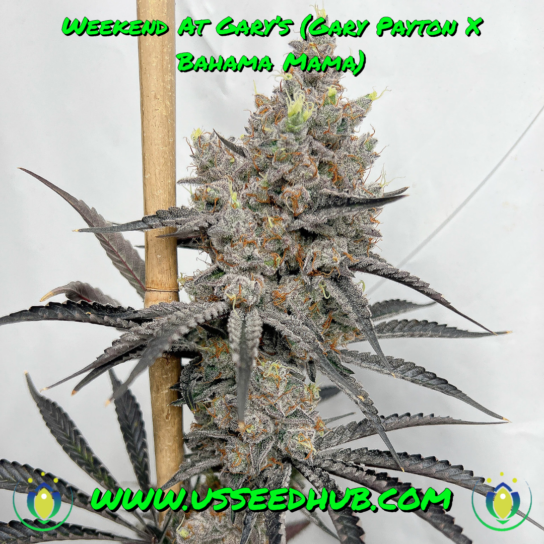 WEEKEND AT GARY'S BY SOLFIRE GARDENS *VAULT RELEASE*