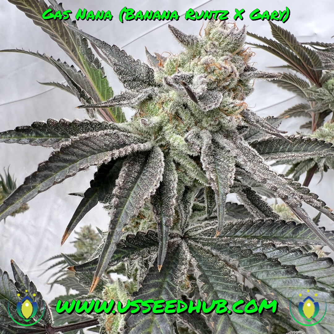 GAS NANA BY SOLFIRE GARDENS