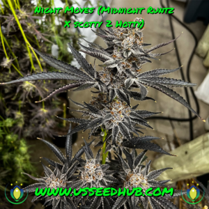 EXOTIC GENETIX NIGHT MOVES FEM