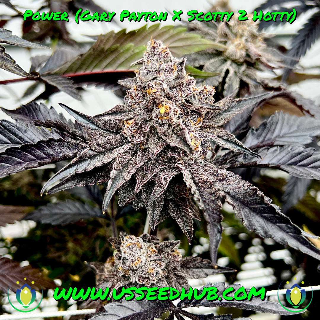 EXOTIC GENETIX POWER FEM