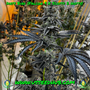 EXOTIC GENETIX DIRTY BIRD FEM