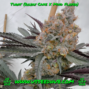 TURNT BY SOLFIRE GARDENS