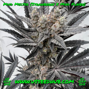 MIND MELTER BY SOLFIRE GARDENS