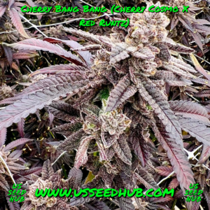 exotic genetix cherry bang bang fem seeds
