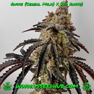 exotic genetix quikz fem seeds