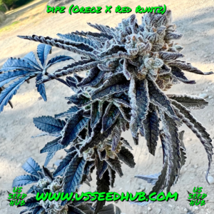 exotic genetix dipz fem seeds