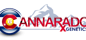 cannarado genetics