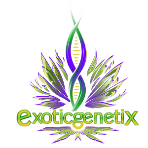 exotic genetix us seed hub exoticgenetix.com Exotic Genetix Bakers Dozen Drop Fem Lineup Seeds