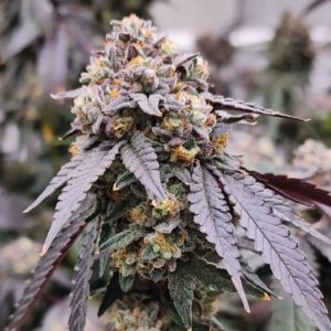 FIRE CROTCH BY LIT FARMS *VAULT RELEASE*