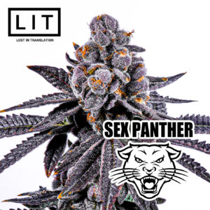 lit farms sex panther fire crotch x zoap fem seeds
