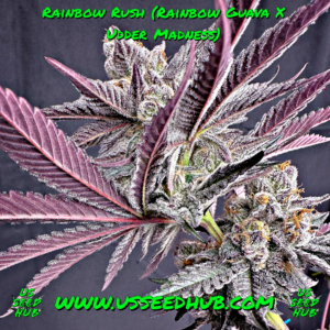 solfire rainbow rush rainbow guava x udder madness us seed hub