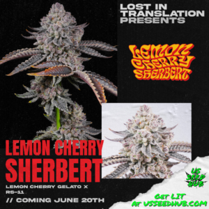 lit farms rs-11, permanent marker, permz strain seeds, white iverson strain seeds, rainbow soap strain feminized seeds, rainbow candy strain feminized seeds, lemon cherry sherbert strain feminized seeds, gas light strain feminized seeds, half pack and full packs. us seed hub. top cannabis seed banks that ship in the us