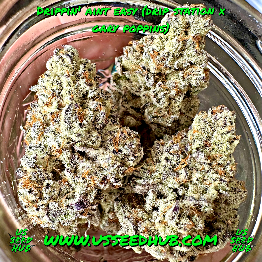EXOTIC GENETIX DRIPPIN' AINT EASY FEM - Image 3
