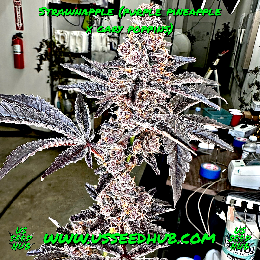 EXOTIC GENETIX STRAWNAPPLE FEM - Image 2