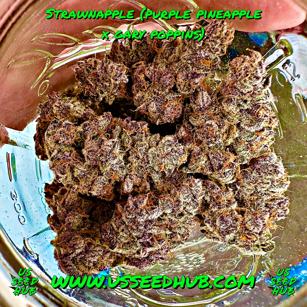 EXOTIC GENETIX STRAWNAPPLE FEM - Image 3