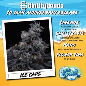 ICE CAPS BY SIN CITY SEEDS *Includes Freebie Pack*