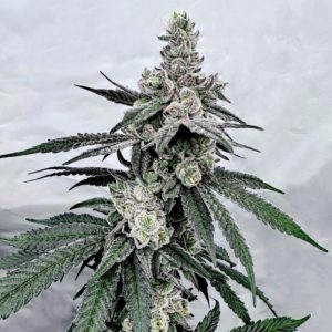 sigma series part 2 drizzle beach (drip station x bahama berry) trufflez and cream (trap trufflez x milk & cookies) fem seeds