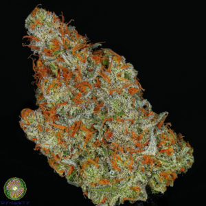 dynasty genetics ring of fire release. kali snapple bx2. kali snapple bx2 seeds. kali snapple bx2 strain. us seed hub. kali snapple bx1. kali snapple seeds. kali snapple grapefruit seeds.