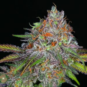 dynasty genetics ring of fire release. kali snapple grapefruit. kali snapple grapefruit seeds. kali snapple grapefruit strain. us seed hub. kali snapple bx1. kali snapple seeds.