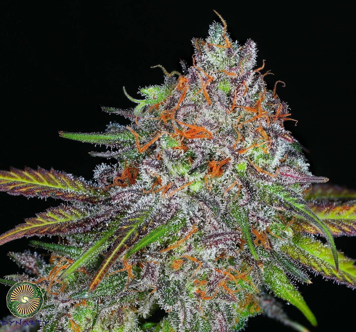dynasty genetics ring of fire release. kali snapple grapefruit. kali snapple grapefruit seeds. kali snapple grapefruit strain. us seed hub. kali snapple bx1. kali snapple seeds.