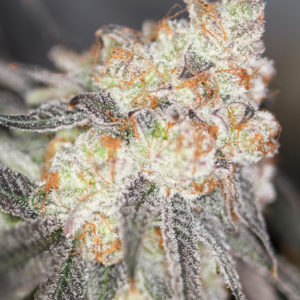 sin city seeds blueberry tartz, zkittlez x blue power.