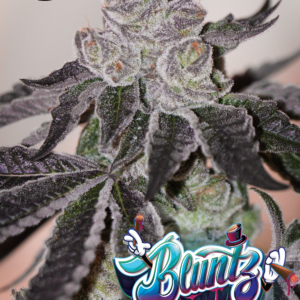 sin city seeds bluntz, runtz x blue power, us seed hub