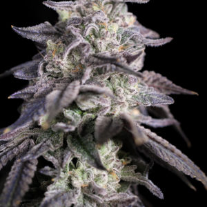 sin city seeds over the moon kush, headband x blue power