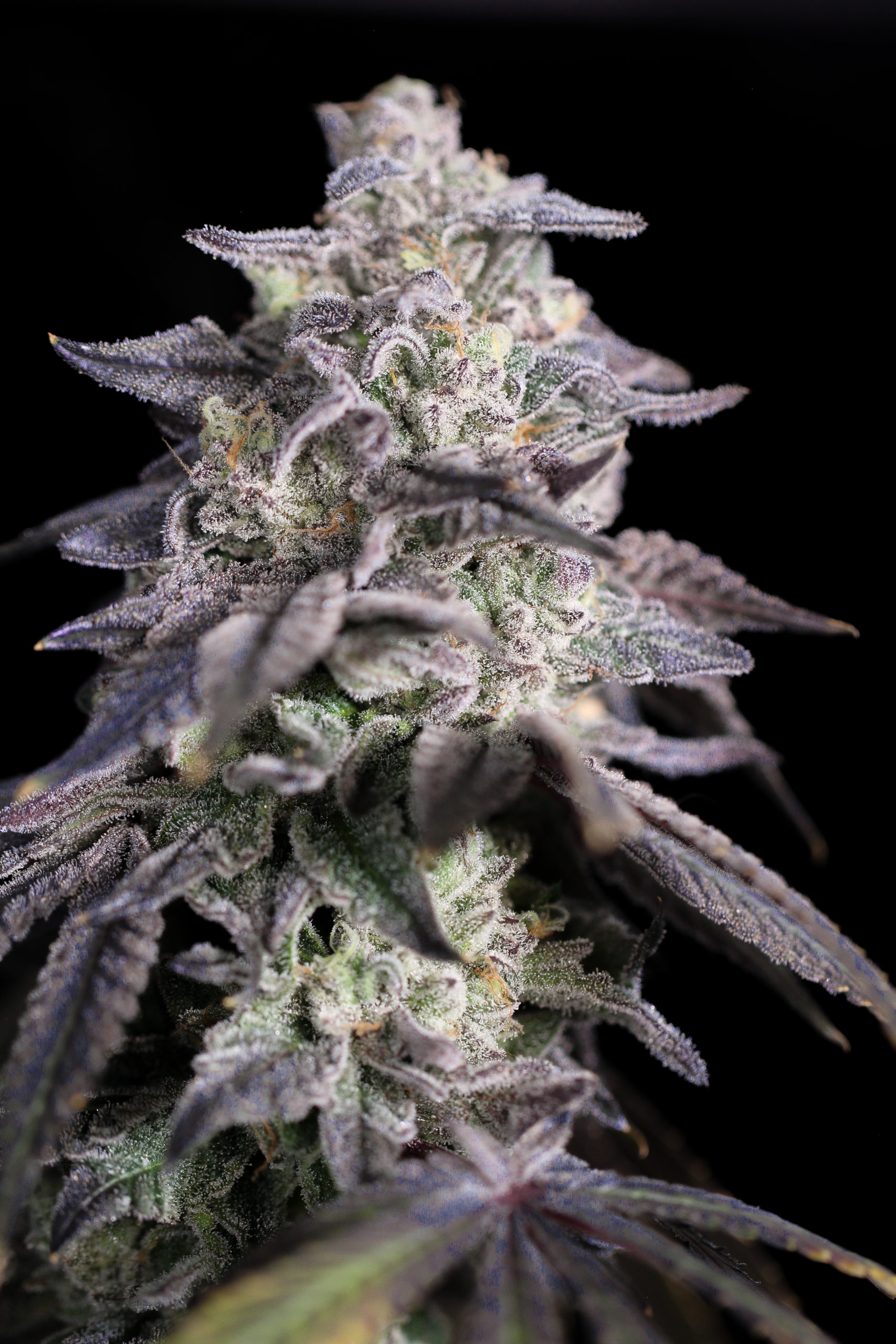 sin city seeds over the moon kush, headband x blue power