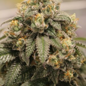 sin city seeds bluntz, runtz x blue power, us seed hub