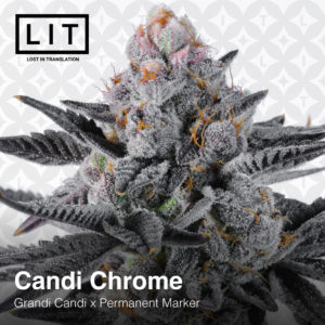 lit farms candi chrome fem seeds grandi candi x permanent marker