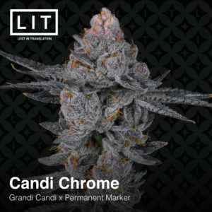 lit farms candi chrome fem seeds grandi candi x permanent marker