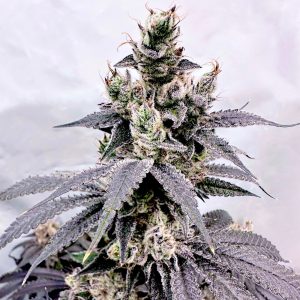 exotic genetix dumb gas
