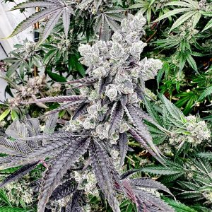 exotic genetix grape gary feminized seeds