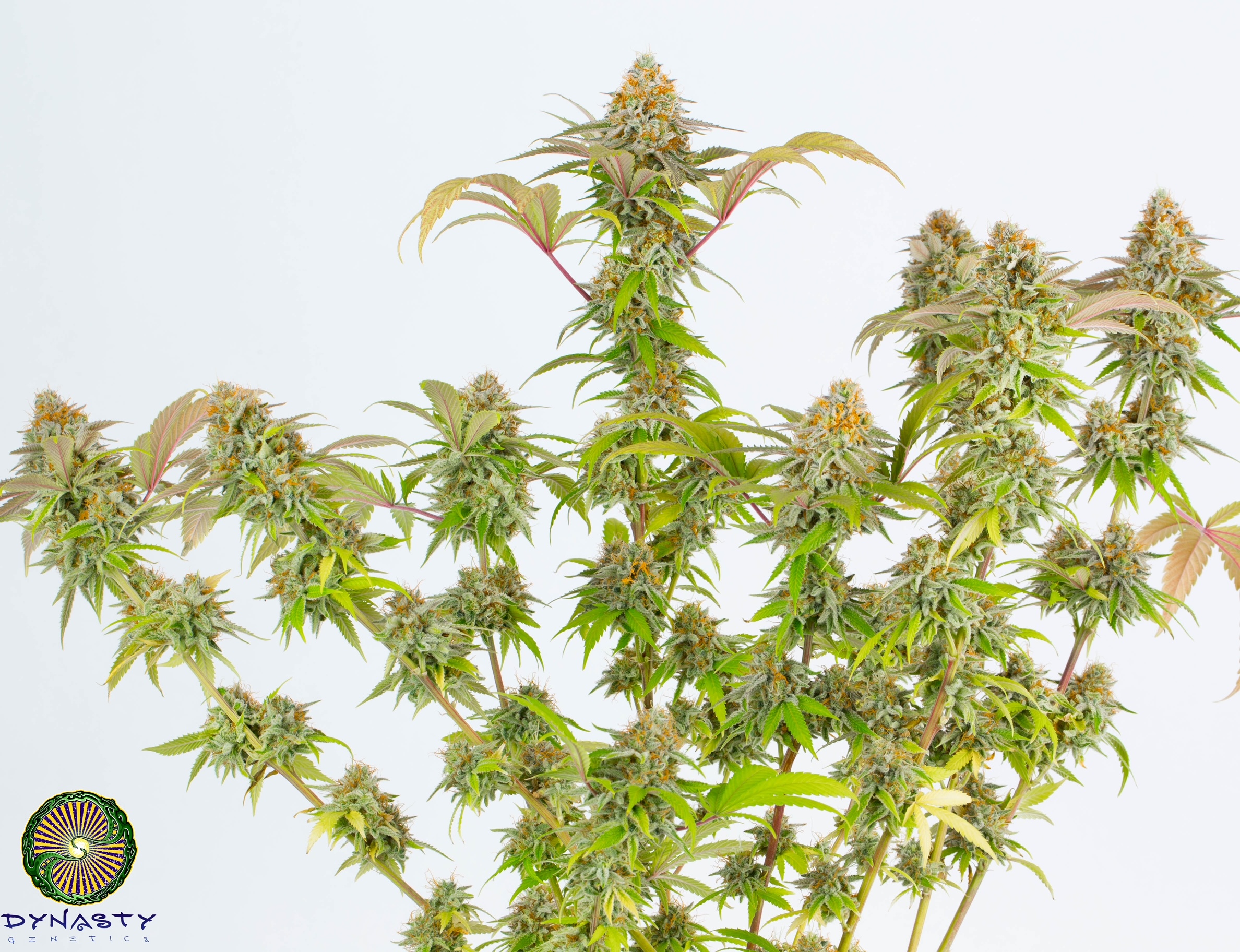LEMON STRIPE GUM BY DYNASTY/RELIC SEEDS - Image 2