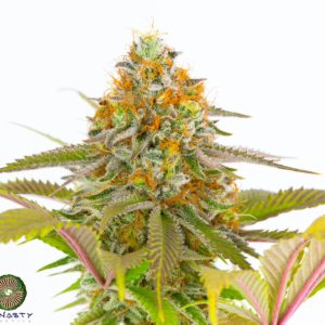 LEMON STRIPE GUM BY DYNASTY/RELIC SEEDS