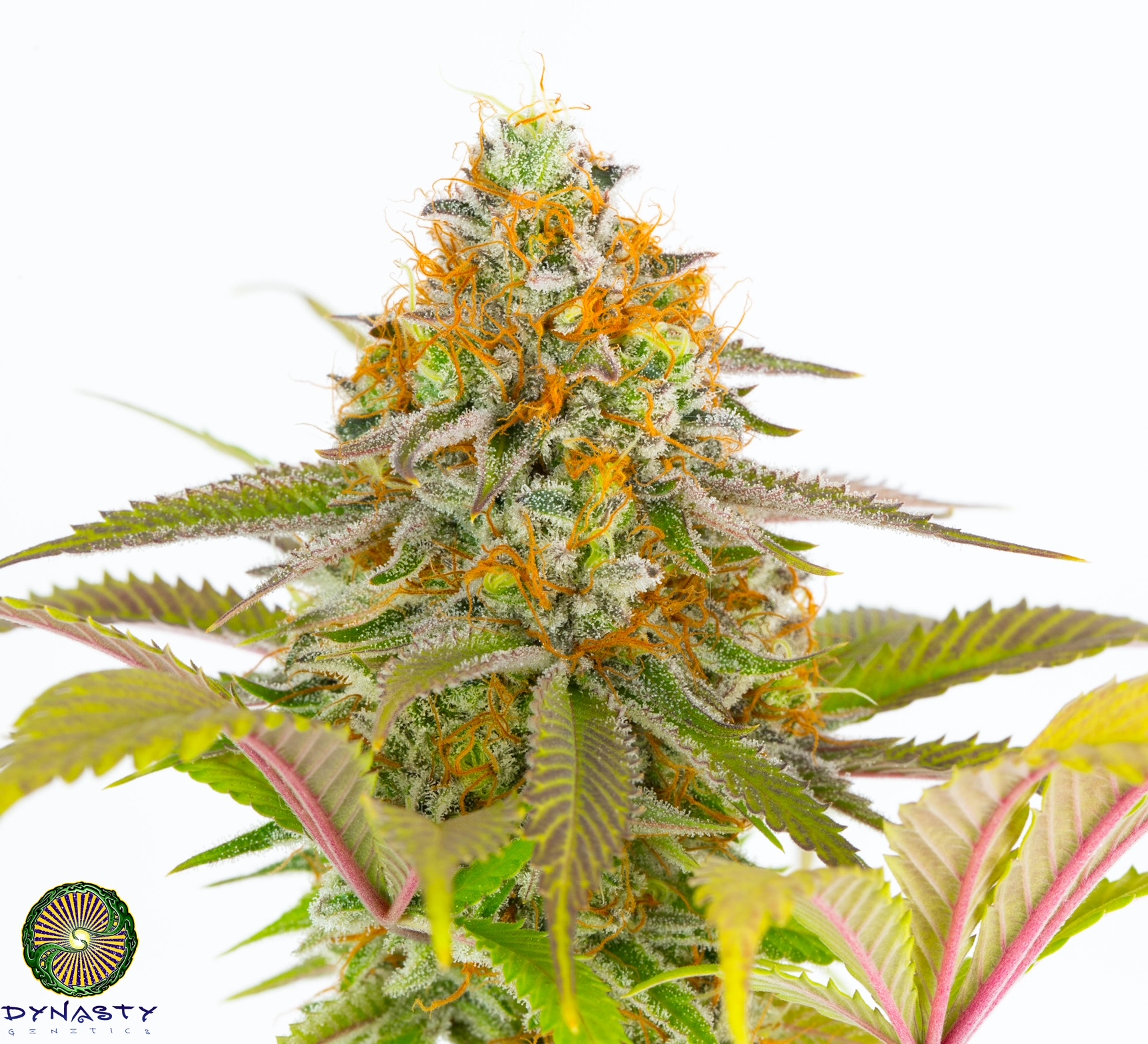 LEMON STRIPE GUM BY DYNASTY/RELIC SEEDS