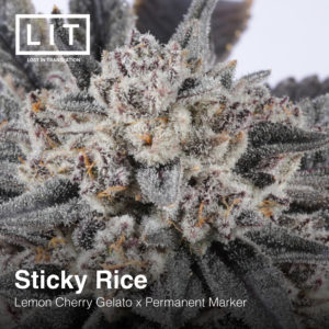 lit farms sticky rice fem seeds