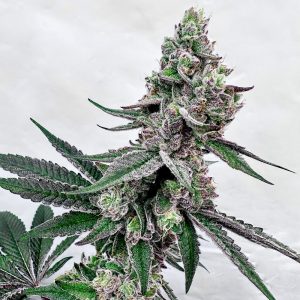 exotic genetix twisted terpz feminized seeds