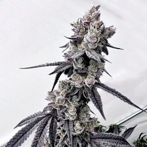 exotic genetix grapechata fem seeds