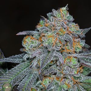 VIOLET MAGOO BY DYNASTY GENETICS