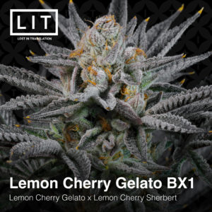 LEMON CHERRY GELATO BX1 BY LIT FARMS *Includes Freebie Pack*